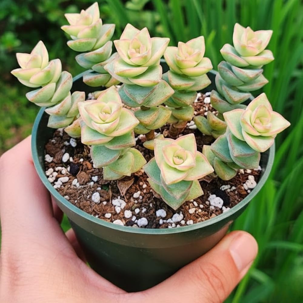 String of Pearls Plant Live 4 Inch Pot, Rare Succulents Plants in Hanging Baskets, Trailing Succulent Houseplant for Home Office (Variegated String of Buttons)