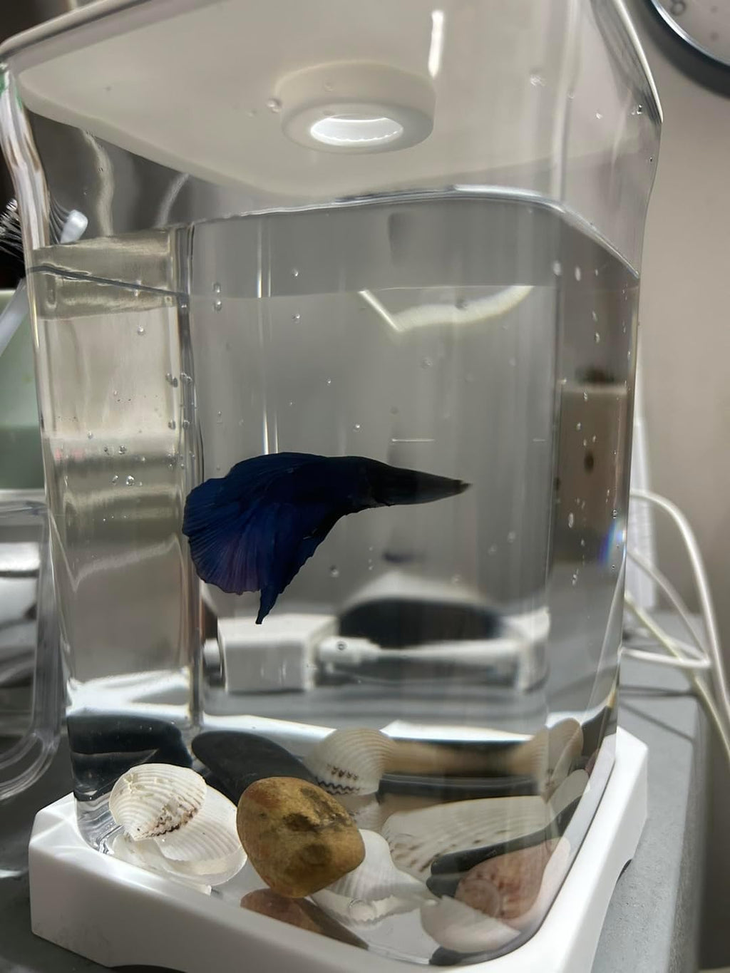Betta Fish Aquarium Tank with Natural Seashells and Stones, Glass Container, Blue Fish Display