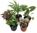 Terrarium & Fairy Garden Plants - 5 Plants in 2" pots