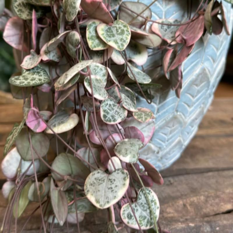 Live String of Hearts Plant 2.5 in Pot, Pink String of Hearts Plant Live, Variegated String of Heart Plant