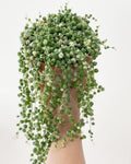 String of Pearls Plant Live 4 Inch Pot, Rare Succulents Plants in Hanging Baskets, Trailing Succulent Houseplant for Home Office (Variegated String of Pearls)