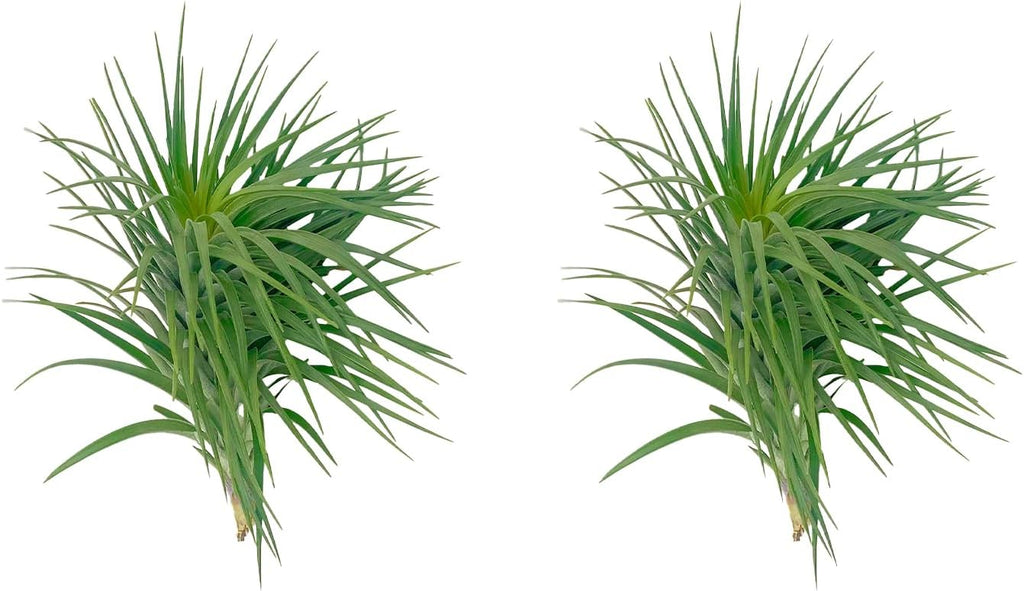 ragnaroc Air Plants - Flowering Tillandsia Pink Paske Large 5" - 2ct - Live Arrival Guaranteed - House Plants for Home Decor & Gift