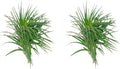 ragnaroc Air Plants - Flowering Tillandsia Pink Paske Large 5" - 2ct - Live Arrival Guaranteed - House Plants for Home Decor & Gift