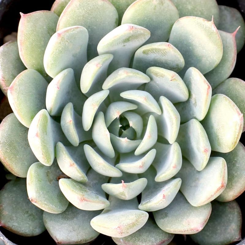 Echeveria Succulents Live Plants for Planting, Live Echeveria Succulents, Live Echeveria Plant, Live Echeveria Succulents, Echeveria Minima 2 Inch