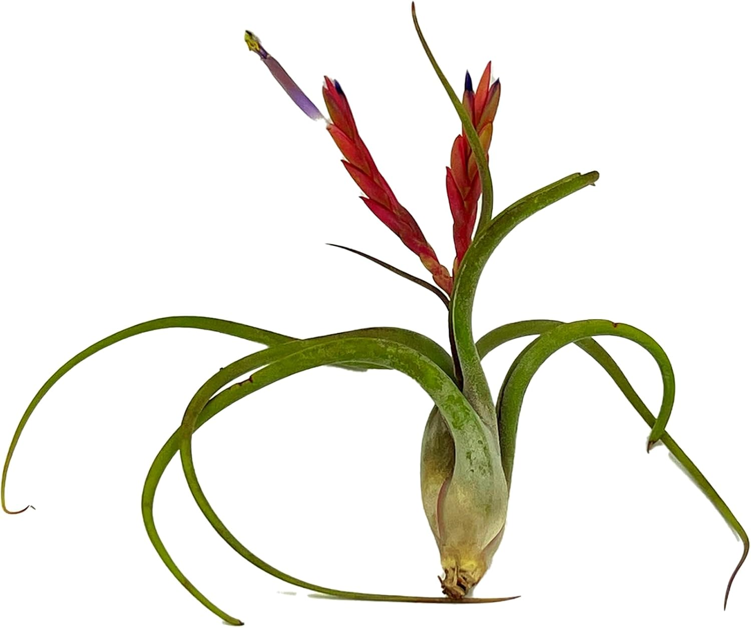 ragnaroc Air Plants - Flowering Tillandsia Caput Medusae, Large 5-7" - 5ct - Live Arrival Guaranteed - House Plants for Home Decor & Gift