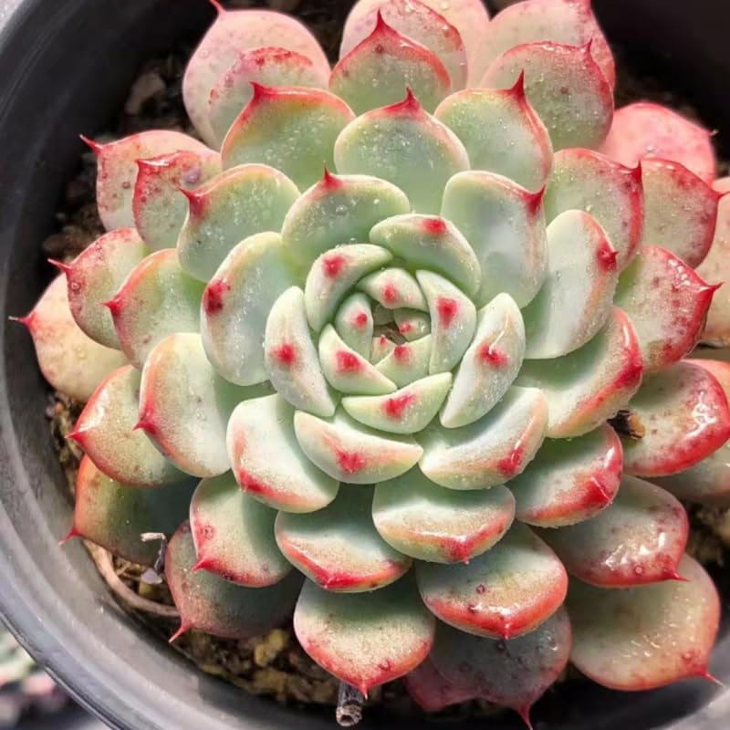 Echeveria Succulents Live Plants for Planting, Live Echeveria Succulents, Live Echeveria Plant, Live Echeveria Succulents, Echeveria Minima 2 Inch