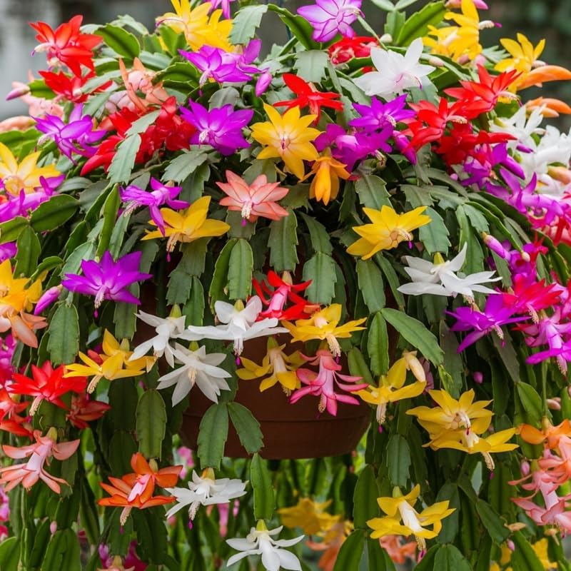 2 Random Christmas Cactus Plants Live, True Thanksgiving Cactus Live Size 6-9" Inches Tall, Ready to Blooms, Holiday Houseplant, Cold Hardy, Bloom in Winter