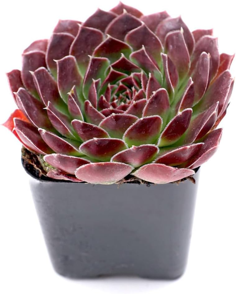 Mountain Crest Gardens Sempervivum Succulent Variety Pack - 20 Hardy Live Rosette Plants, No Repeats, Rooted in 2 Inch Pots - Succulents for Rock Gardens, Containers, DIY Displays