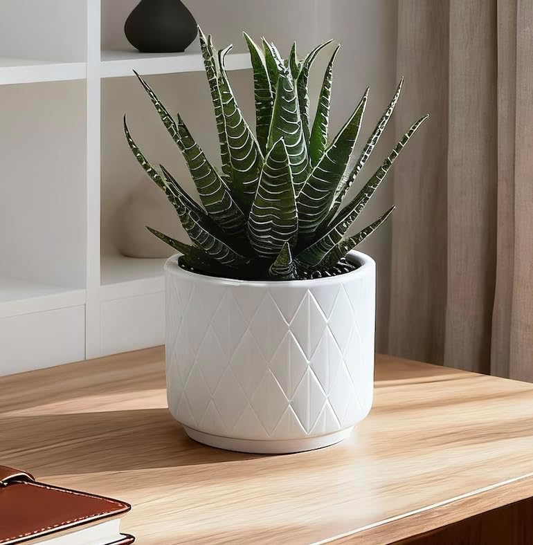 Artificial Succulent Plant in Matte White Ceramic Pot | 6.5" high Dark Green Aloe Plant | Great as desk decor or bathroom decor | beautiful realistic faux succulent with no maintenance