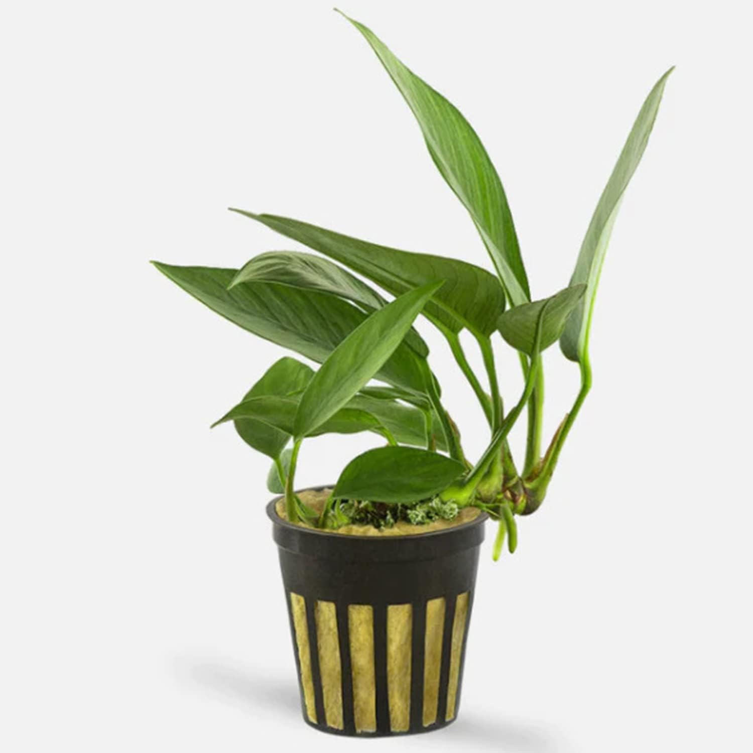 Live Aquarium Anubias Nancon Bare Root Plant - Low Light Aquarium Midground - Long Lasting & Easy to Maintain Aquatic Plants - Suitable for Moderate Lighting - Large