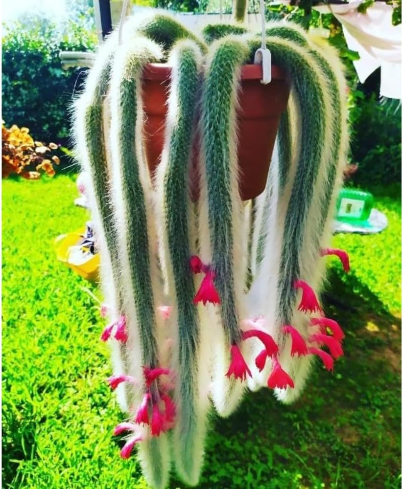 Monkey Tail Cactus Live Plant, 6-8 Inch Rare Trailing Cactus Live Rooted Succulent, Easy Care Hanging Cactus Houseplant Bareroot