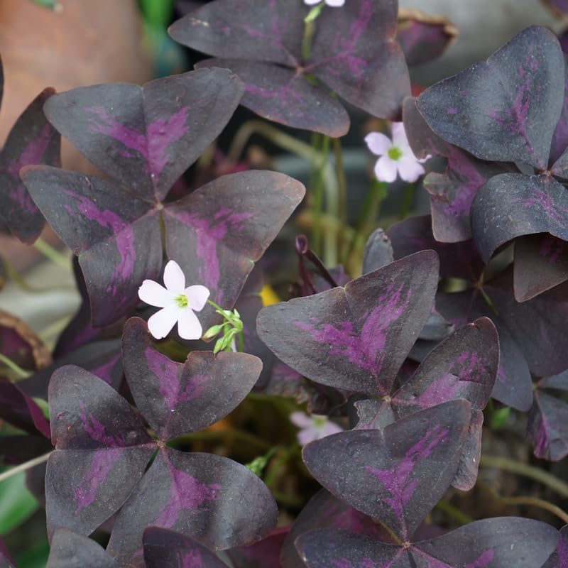Oxalis Triangularis Live Plant, 4"-6" Purple Leaves Oxalis Plant,Outdoor Indoor Garden, Purple Shamrock Plant Live Potted for Planting