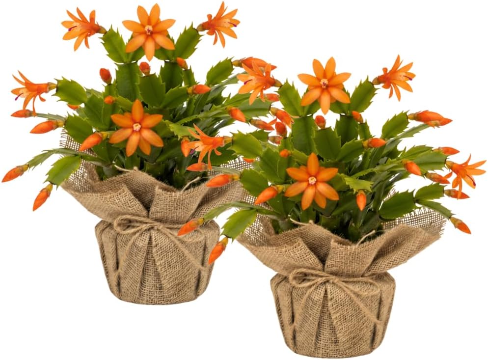 Set 2 Christmas Cactus Plants Live, Hanging Baskets Houseplants, Holiday Cactus Indoor Plants Live Well-Rooted 4-9" Tall, No Pot (Orange)