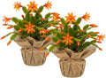Set 2 Christmas Cactus Plants Live, Hanging Baskets Houseplants, Holiday Cactus Indoor Plants Live Well-Rooted 4-9" Tall, No Pot (Orange)