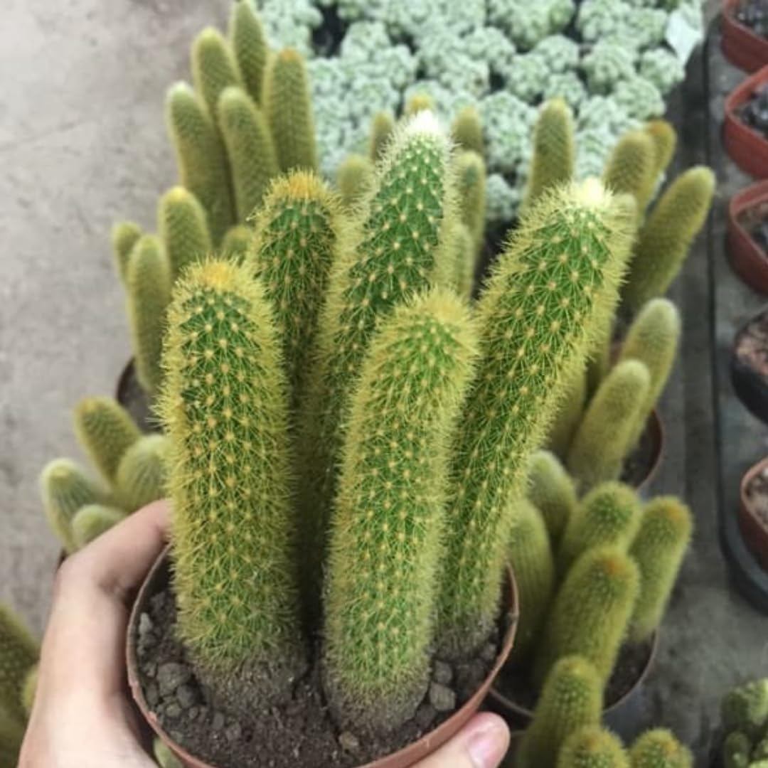 Monkey Tail Cactus Plant, Live Trailing Succulent Plant, 6 to 8 Inch for Gardening