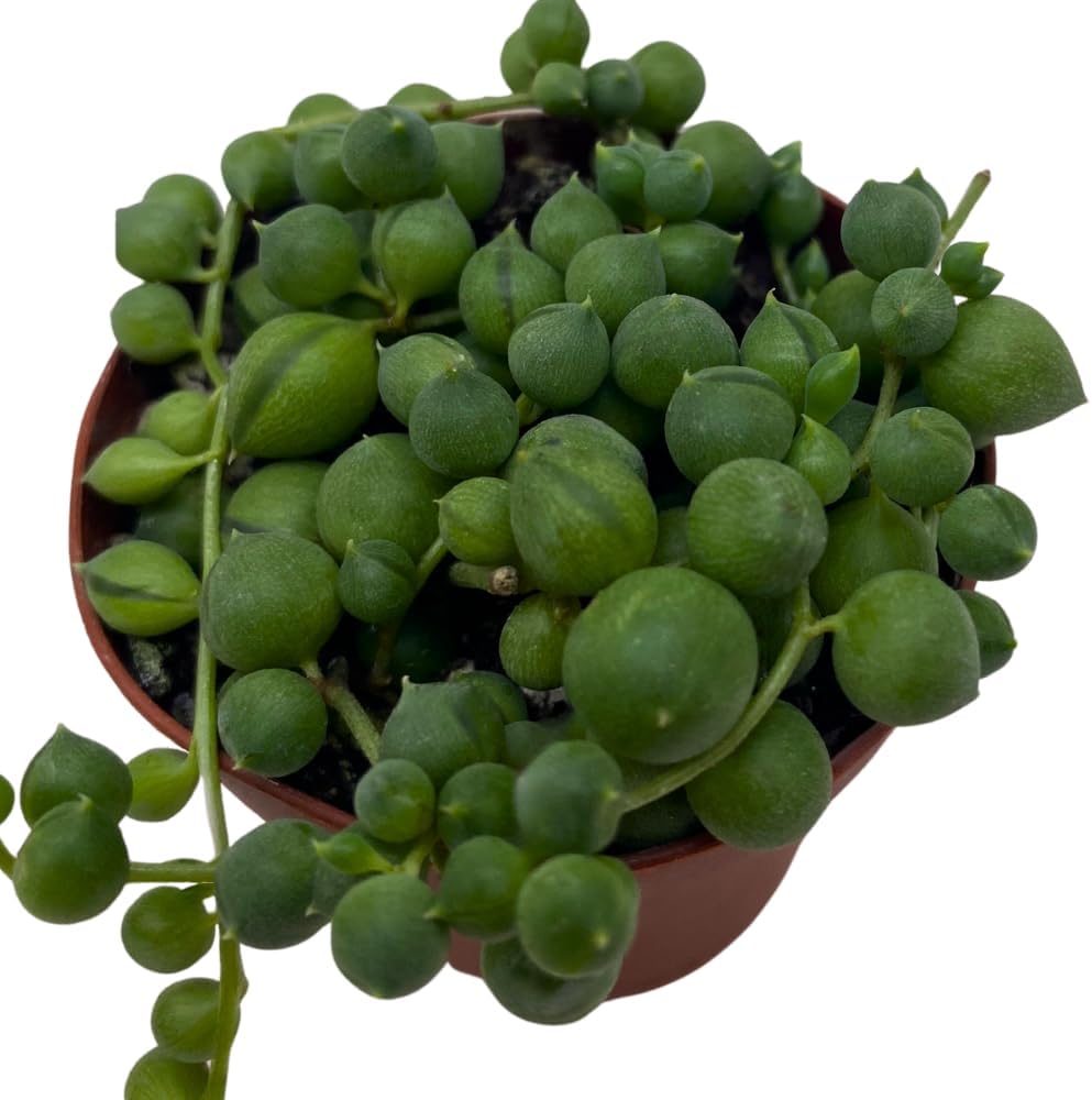 BubbleBlooms String of Pearls, Senecio rowleyanus, in 2 inch Pot