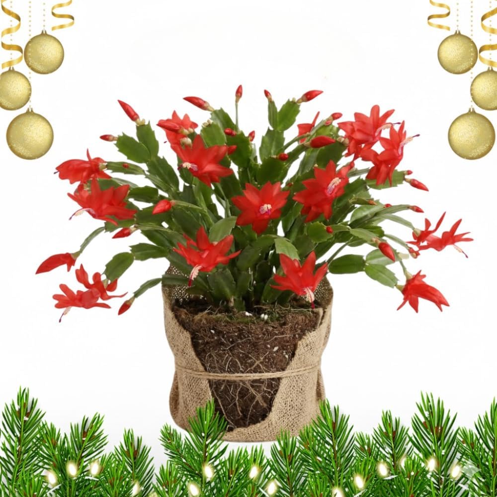 Red Christmas Cactus Plant, Well Rooted Flowering Cactus Live in 4'' Pot, Indoor Outdoor Planting