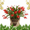 Red Christmas Cactus Plant, Well Rooted Flowering Cactus Live in 4'' Pot, Indoor Outdoor Planting