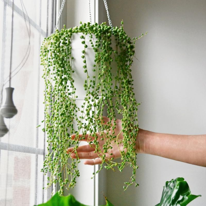 String of Pearls Plant Live, Rare Succulent Trailing Vine in Pot, Indoor Houseplant