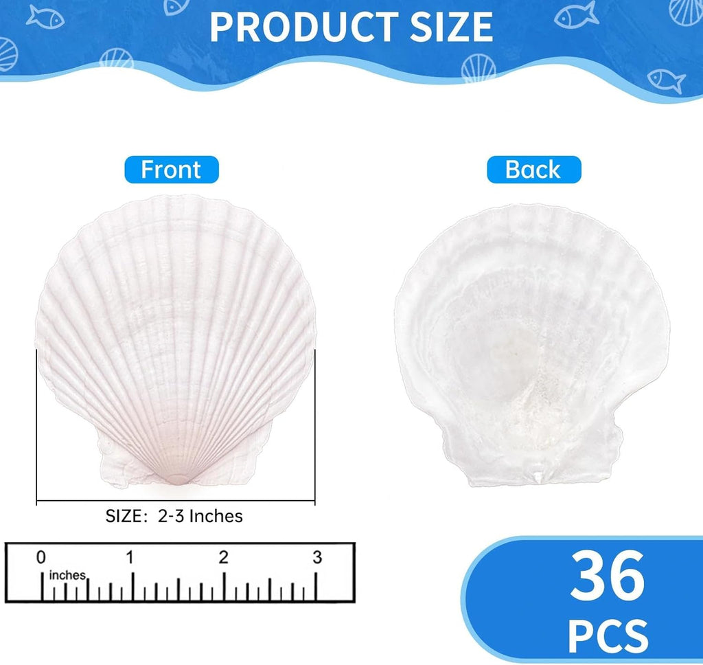 36PCS Natural Scallop Shells for Crafts, 2-3 Inch White Sea Shells for Decorating, Genuine Beach Seashells for DIY Craft Making, Painting, Cooking, Ocean Themed Party Supplies & Decorations