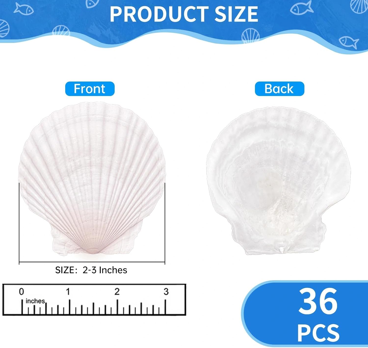 36PCS Natural Scallop Shells for Crafts, 2-3 Inch White Sea Shells for Decorating, Genuine Beach Seashells for DIY Craft Making, Painting, Cooking, Ocean Themed Party Supplies & Decorations