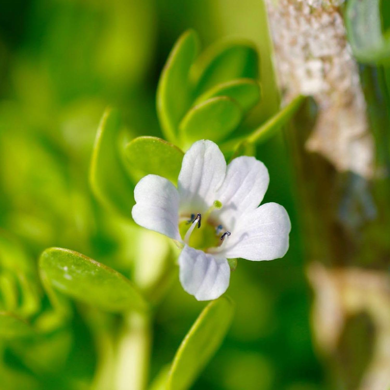 Bacopa Monnieri and Hornwort Aquarium Plant Bundle- Live Freshwater Plant for Aquascaping, Low Maintenance, Easy Beginner-Friendly Decor for Fish Tank Decoration