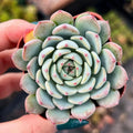 Echeveria Succulents Live Plants for Planting, Live Echeveria Succulents, Live Echeveria Plant, Live Echeveria Succulents, Echeveria Minima 2 Inch