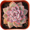 2" Rare Succulent Echeveria 'White Ice', Live Succulents Plants Fully Rooted in Grower Pots, Unique Gift for Wedding Favor, Party Favor