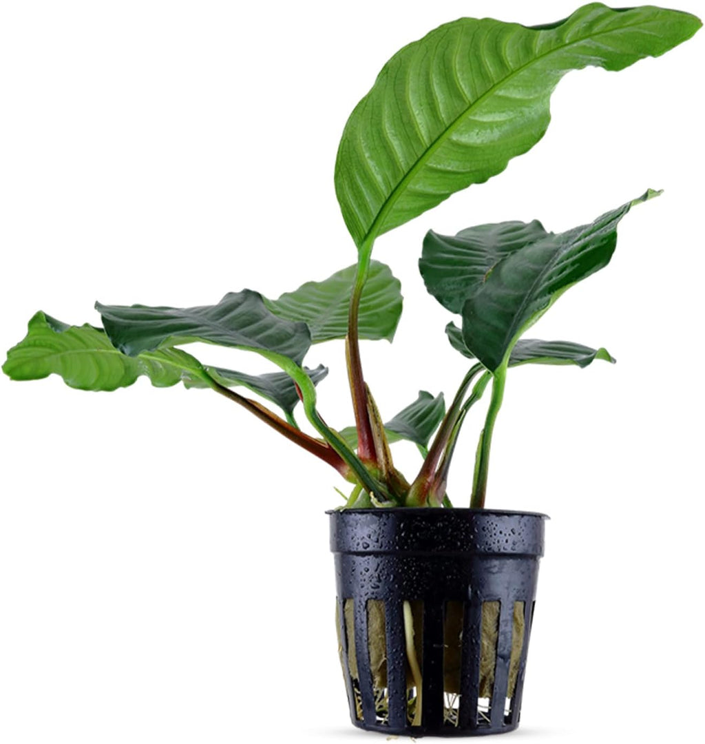 Anubias Barteri (Coffeefolia) - Dark Green Coloration- Strong Root Structure - Foreground Positioning - All Natural & Organic Aquatic Plant - Long Lasting & Easy to Care - 2" Pot