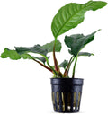 Anubias Barteri (Coffeefolia) - Dark Green Coloration- Strong Root Structure - Foreground Positioning - All Natural & Organic Aquatic Plant - Long Lasting & Easy to Care - 2" Pot