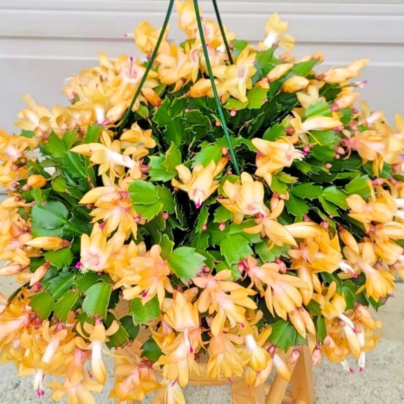 2 Christmas Cactus Plants Live, Holiday Blooming Indoor Plants Live Houseplants, Hanging Baskets Easy Care, Well-Rooted 5-8" Tall, No Pot, Bareroots, Single Stems (Yellow Christmas Cactus)