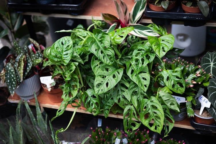 GARDENERA Organic Potting Soil for Tomato Plants - 3 Quart - Hand-Mixed with Natural Ingredients for Optimal Growth and Nutrient Retention