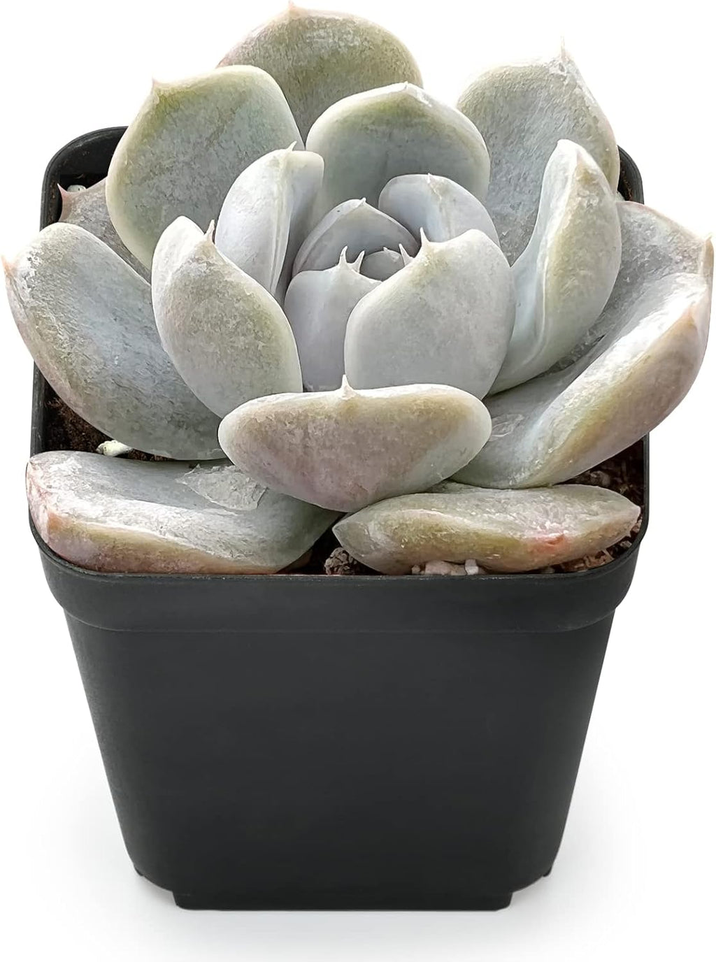 Sprout N Green Echeveria 'Snow Bunny', Mini Live Succulent Fully Rooted in 2 inch Starter Pot with Soil Mix, House Plant for Indoor Outdoor Home Office Wedding Decoration Party Favor