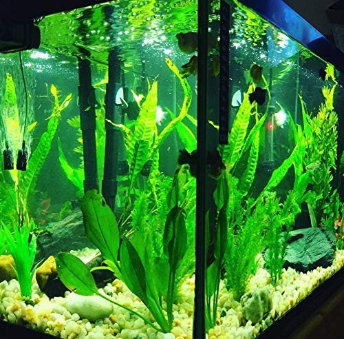 Greenpro (10+ Leaves) Microsorum Pteropus Java Fern Live Aquarium Plant Tall Bunch Aquatic Fish Tank Decoration