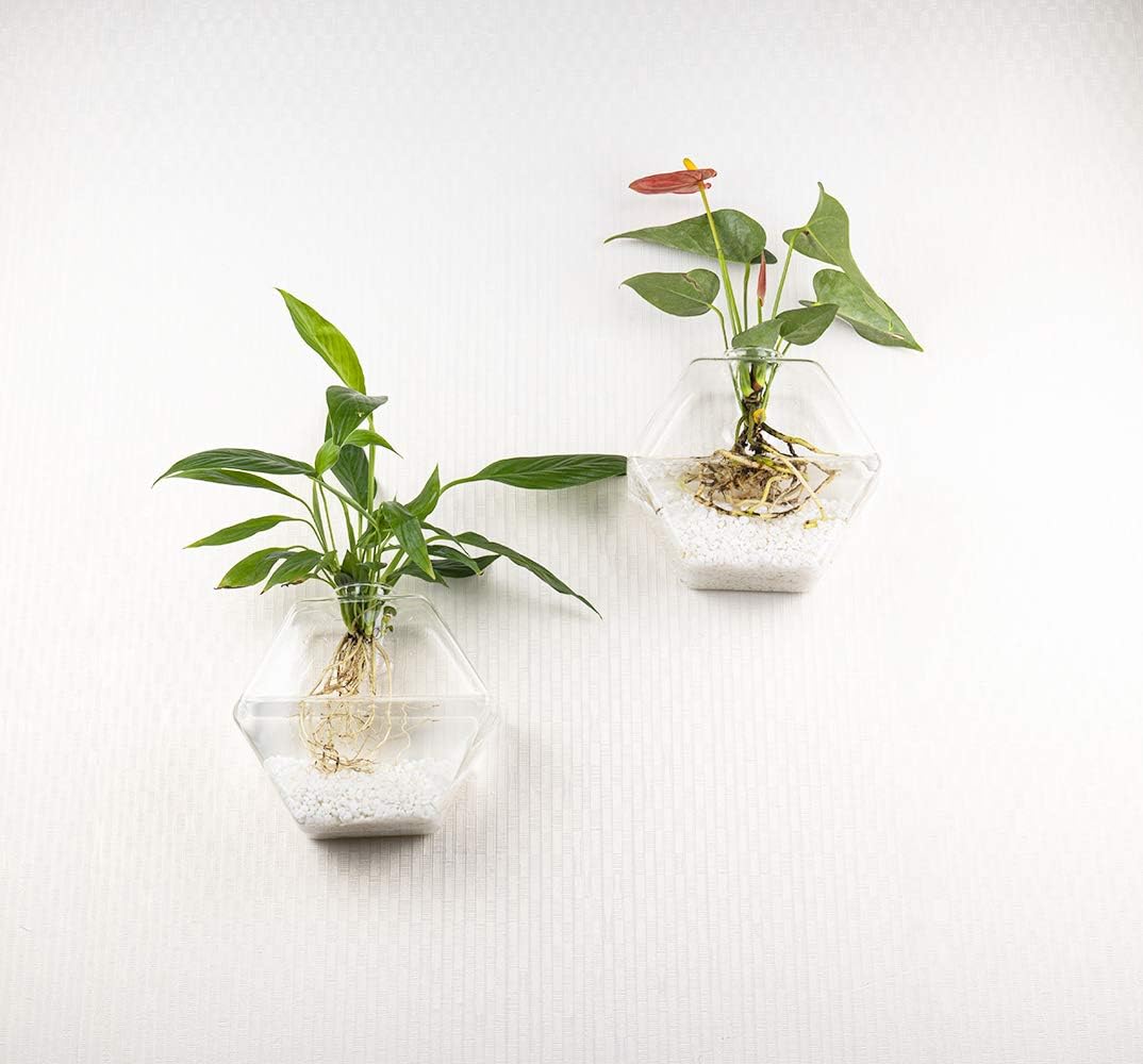 Kingbuy Hexagon Wall Planter Set - 3 Pack Glass Propagation Terrarium Vases with Hanging Mounts for Indoor Plants, Air Plants & Hydroponic Stations Home Office Decor, Plant Lover Gifts (Large)