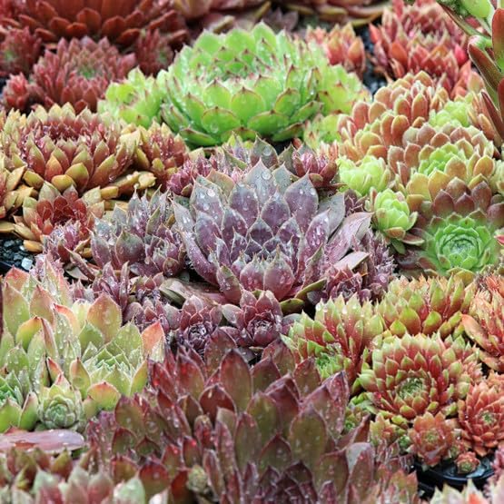 Mountain Crest Gardens Sempervivum Bulk Pack - 50 Live Cold Hardy Plants, 5 of Each Variety, Rooted in 2 Inch Pots - Real Succulents for Outdoor Projects, Landscaping & Resale