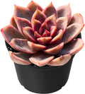 Sprout N Green Echeveria 'Chocolate Mousse', Rare Live Succulent Plant Fully Rooted in 2" Planter with Soil, Home Office Indoor Outdoor Wedding Decoration DIY Projects Party Favor