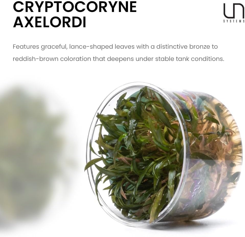 Ultum Nature Systems Cryptocoryne Axelrodi Tissue Culture Live Plant for Aquarium, Aquascaping, Freshwater Fish Tanks - 100% Snail Free in Vitro