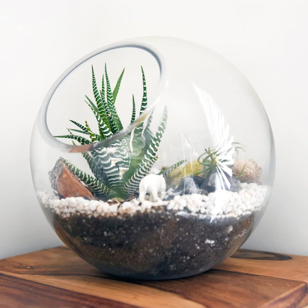 balacoo 3 Pcs Glass Terrariums Bowl for Plants, Terrarium Jar for Air Plant Clear Globe Vase Glass Bowl for Home Desktop Decor