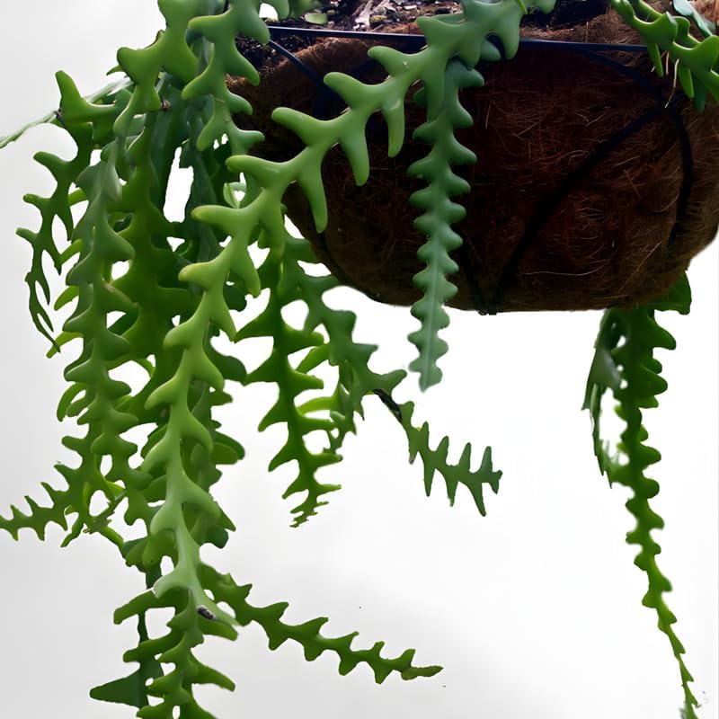 Fishbone Cactus Live Plant in 3" Pot | Eye-Catching RIC Rac Foliage | Beginner-Friendly Indoor Houseplant for Modern Home and Office Décor