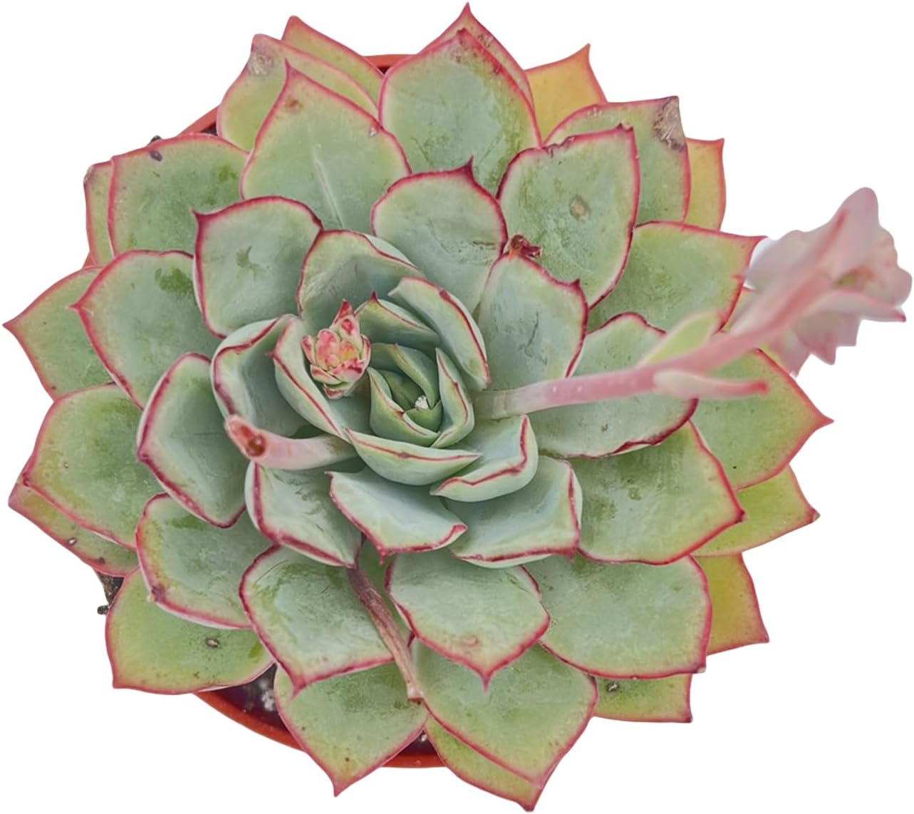 Live Succulent Plants Echeveria Moon GAD Varnish, Easy Care Potted Succulents in 4" Pots, Indoor Houseplant, Unique Gifts, Home Office Décor