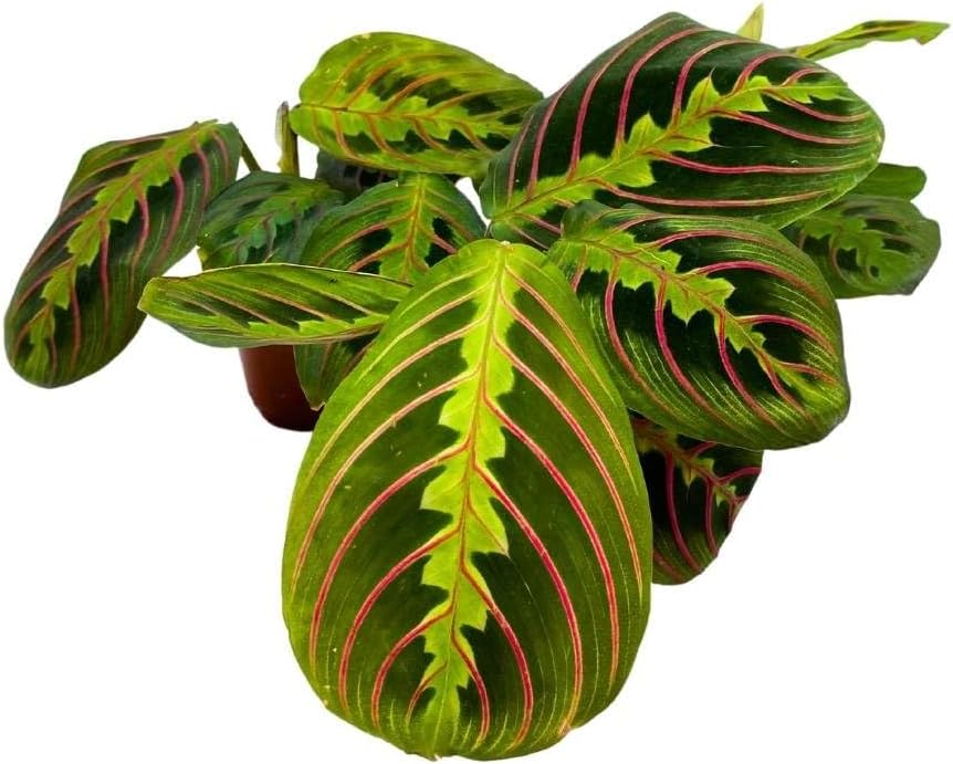 BubbleBlooms Maranta leuconeura Tricolor, 2 inch Set of 3, Prayer Plant Tiny Mini Pixie