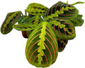 BubbleBlooms Maranta leuconeura Tricolor, 2 inch Set of 3, Prayer Plant Tiny Mini Pixie