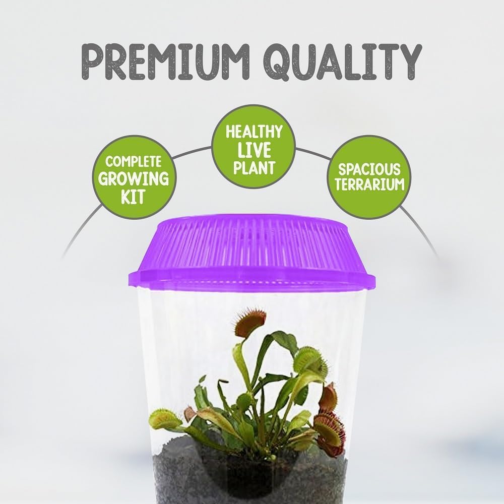 Venus Fly Trap Live Plant with 4.5" Purple Terrarium + Carnivorous Plants Food Bundle with Feeding Tweezers - Carnivorous Plant Soil and Live Venus Flytrap
