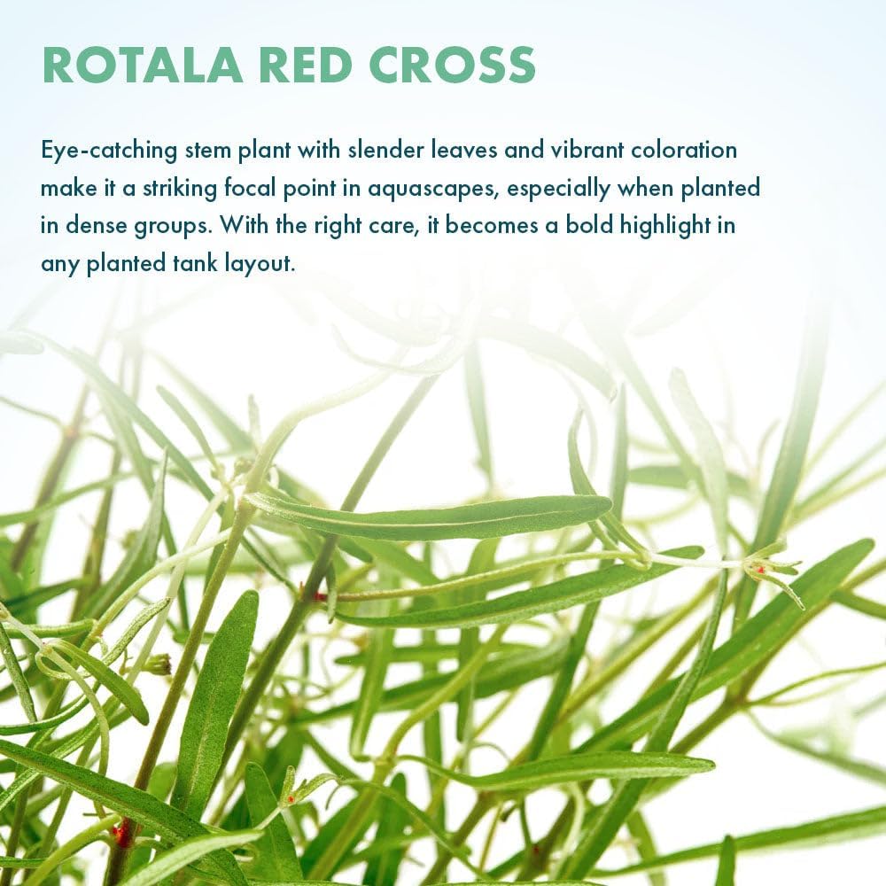 SubstrateSource Live Plant - Rotala Red Cross - Moderate Care, High Light, Red-Orange Accent, Freshwater Aquatic Plant for Aquascaping - Lead Bunch