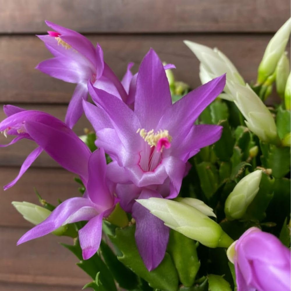 Christmas Cactus Live Plant 4 inch Pot, Christmas Flower Plant, Flower Succulents Plants, Holiday Christmas Cactus for Planting (Purple Christmas Cactus)