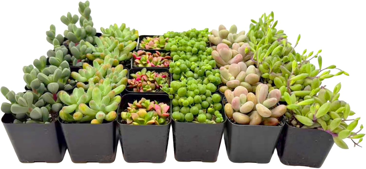 2 Inch Assorted Succulent Plants - Live Mixed Rosette & Unique Succulent Variety Pack, Healthy Rooted Succulents for Indoor/Outdoor Decor, Terrarium, DIY Garden & Gift (24-Pack)