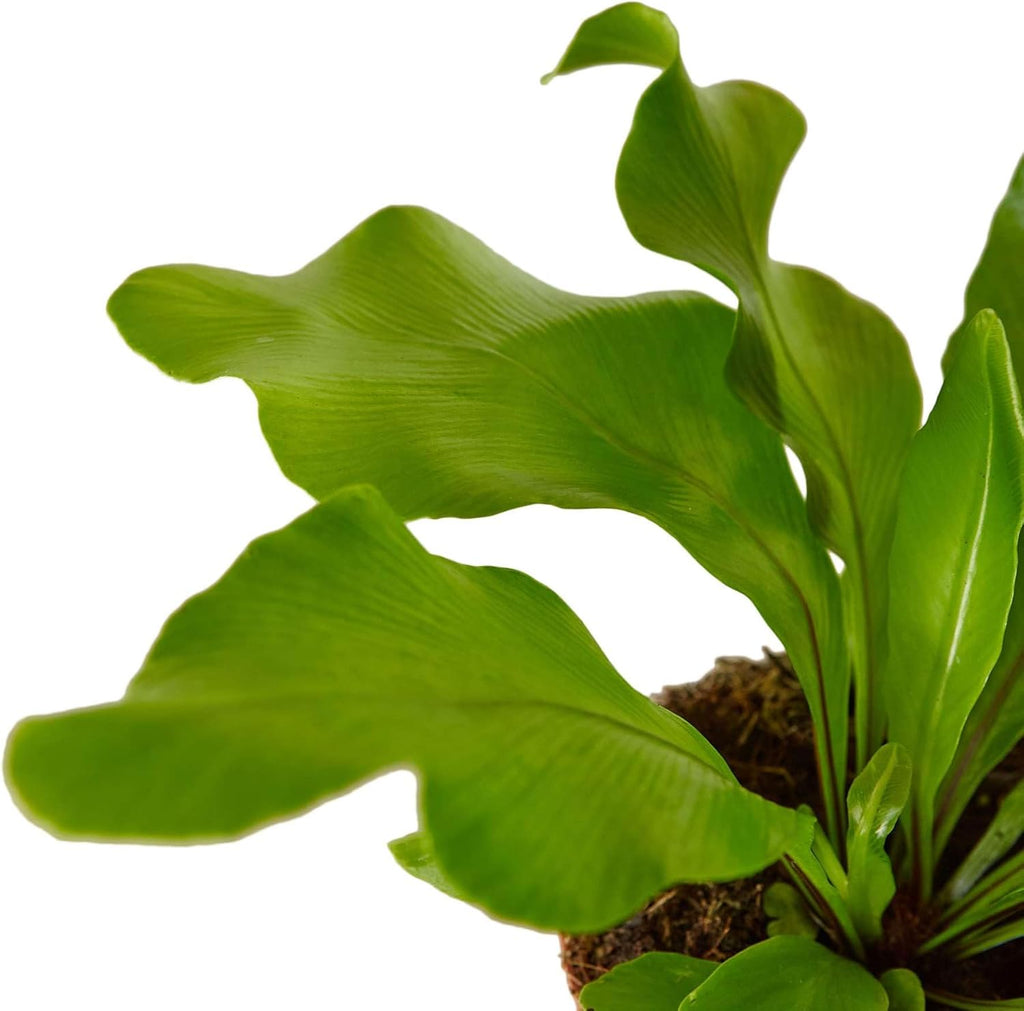 Bird's Nest Nidus Fern | Asplenium Nidus | Live Plant for Indoor | Different Houseplants in 4'' & 6'' Pot | Real House Plant for Living Room, Office, Desk & Bathroom