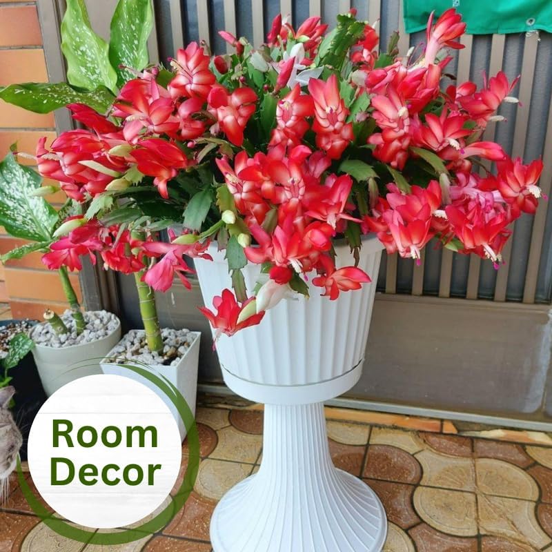 2 Christmas Cactus Plants Live, Holiday Blooming Indoor Plants Live Houseplants, Hanging Baskets Easy Care, Well-Rooted 5-8" Tall, No Pot, Bareroots, Single Stems (Red Christmas Cactus)
