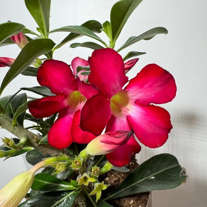 Red Desert Rose Plant Live, 4-7" Tall, Adenium Obesum Well-Rooted Succulent for Indoor Outdoor Displays